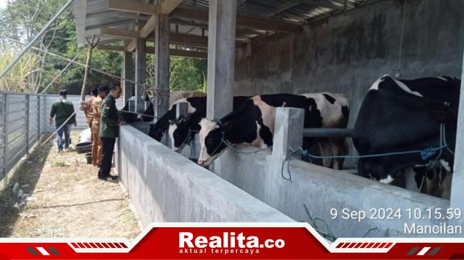 Polisi Dalami Pengadaan Bibit Sapi di Mancilan Mojoagung, Uang Baru Dikembalikan Rp150 Juta