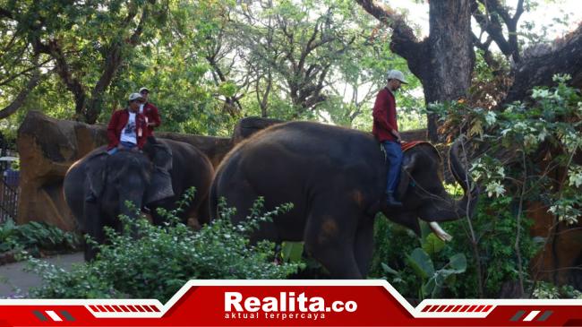 Jadi Kado Spesial di HUT ke-108, PDTS KBS Kenalkan Anak Gajah Sumatera “Rocky Balboa” ke&nbsp;Publik