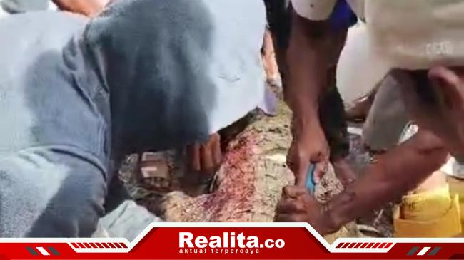 Pamit Mancing, Yasmin Tewas Dimangsa Buaya Muara